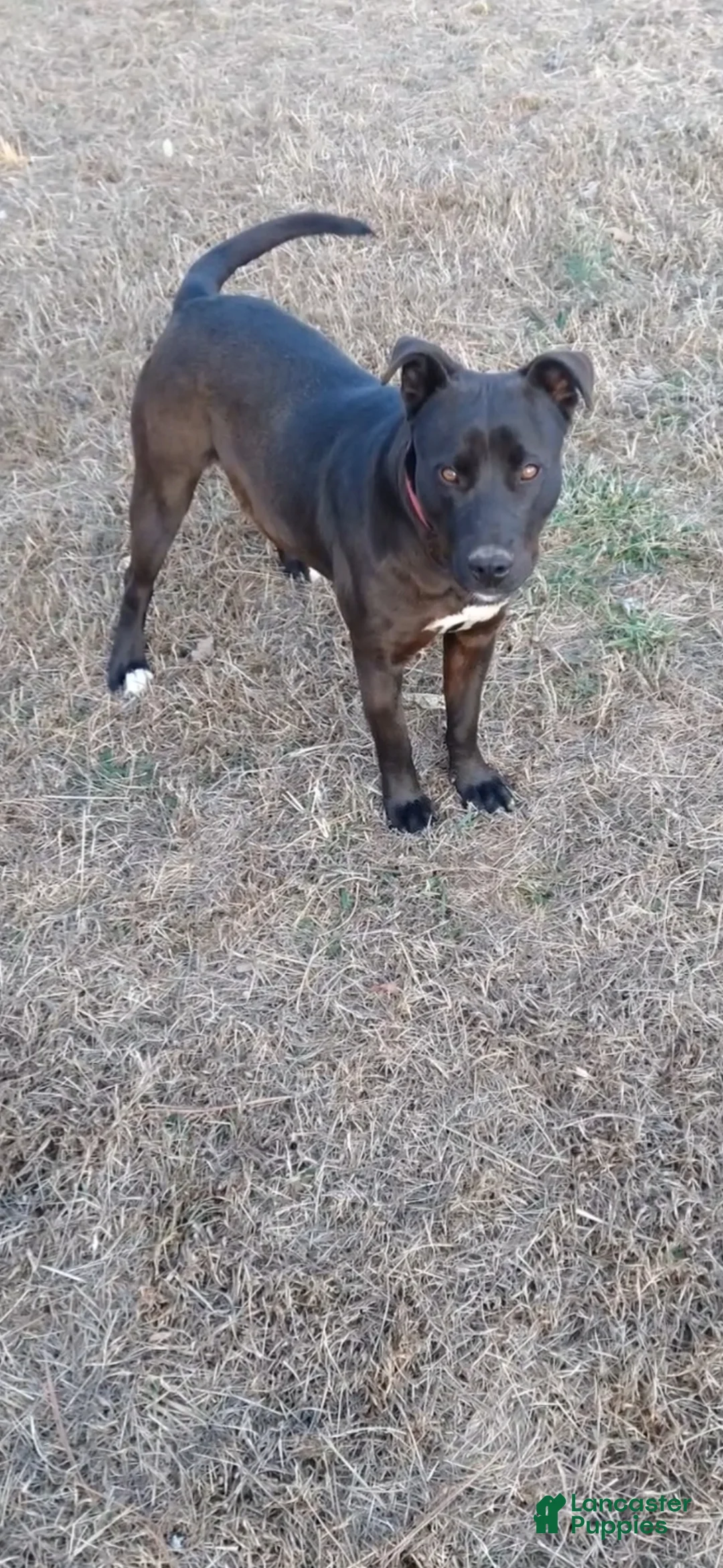 American Pit Bull Terrier dogs for sale: American Pit Bull Terrier 1 - Ad 2