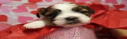 Shih Tzu dogs for sale: CJ - Ad 1
