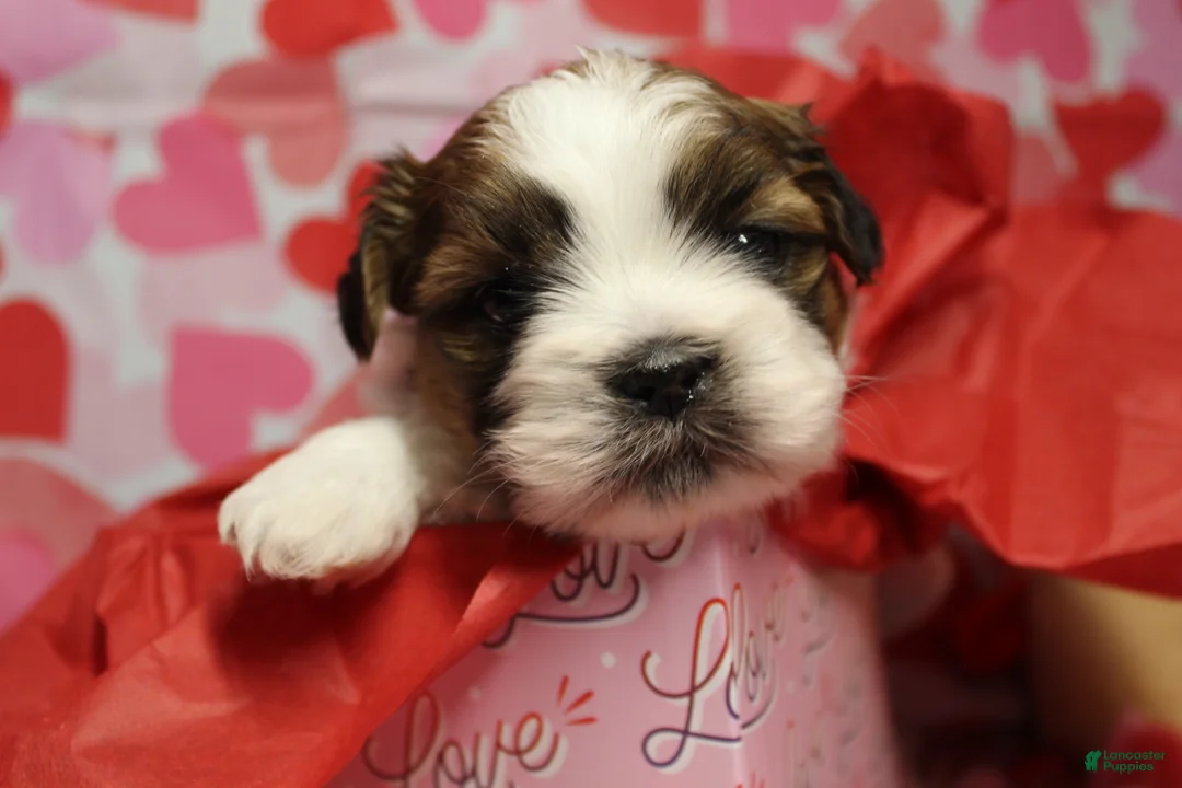 Shih Tzu dogs for sale: CJ - Ad 1