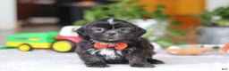 Shih Tzu dogs for sale: Zane - Ad 1