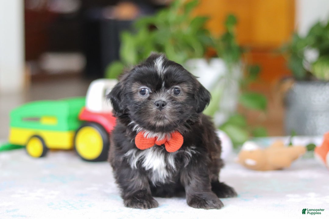 Shih Tzu dogs for sale: Zane - Ad 1