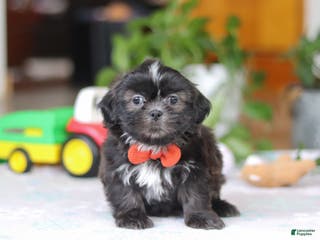 Shih Tzu dogs Zane - Ad 38