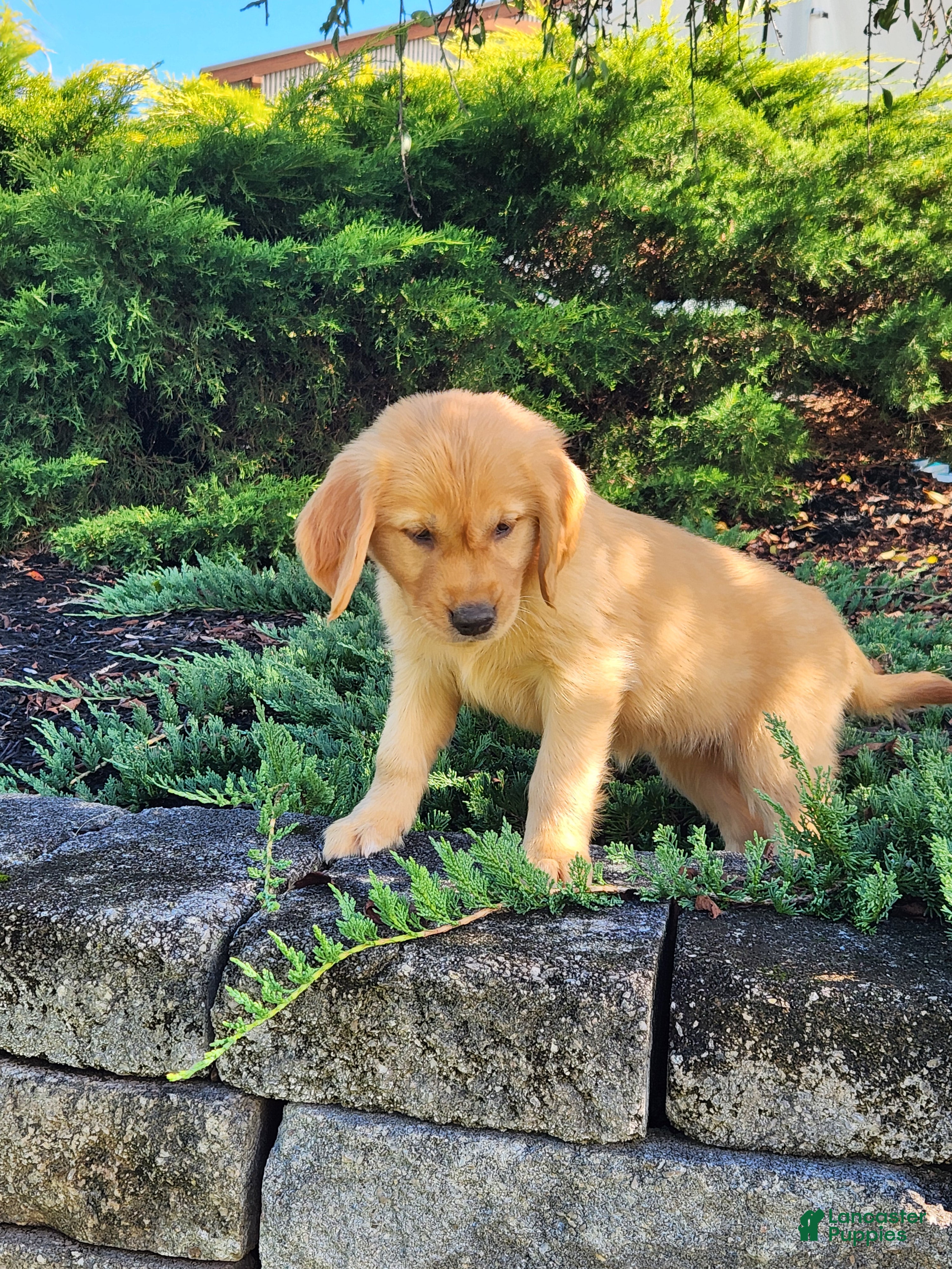 Golden Retriever dogs Chloe - Ad 2