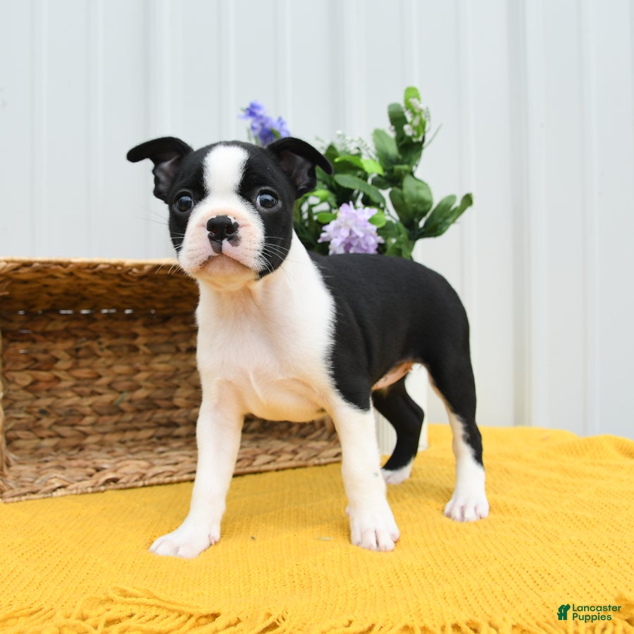 Boston Terrier dogs Billie - Ad 1