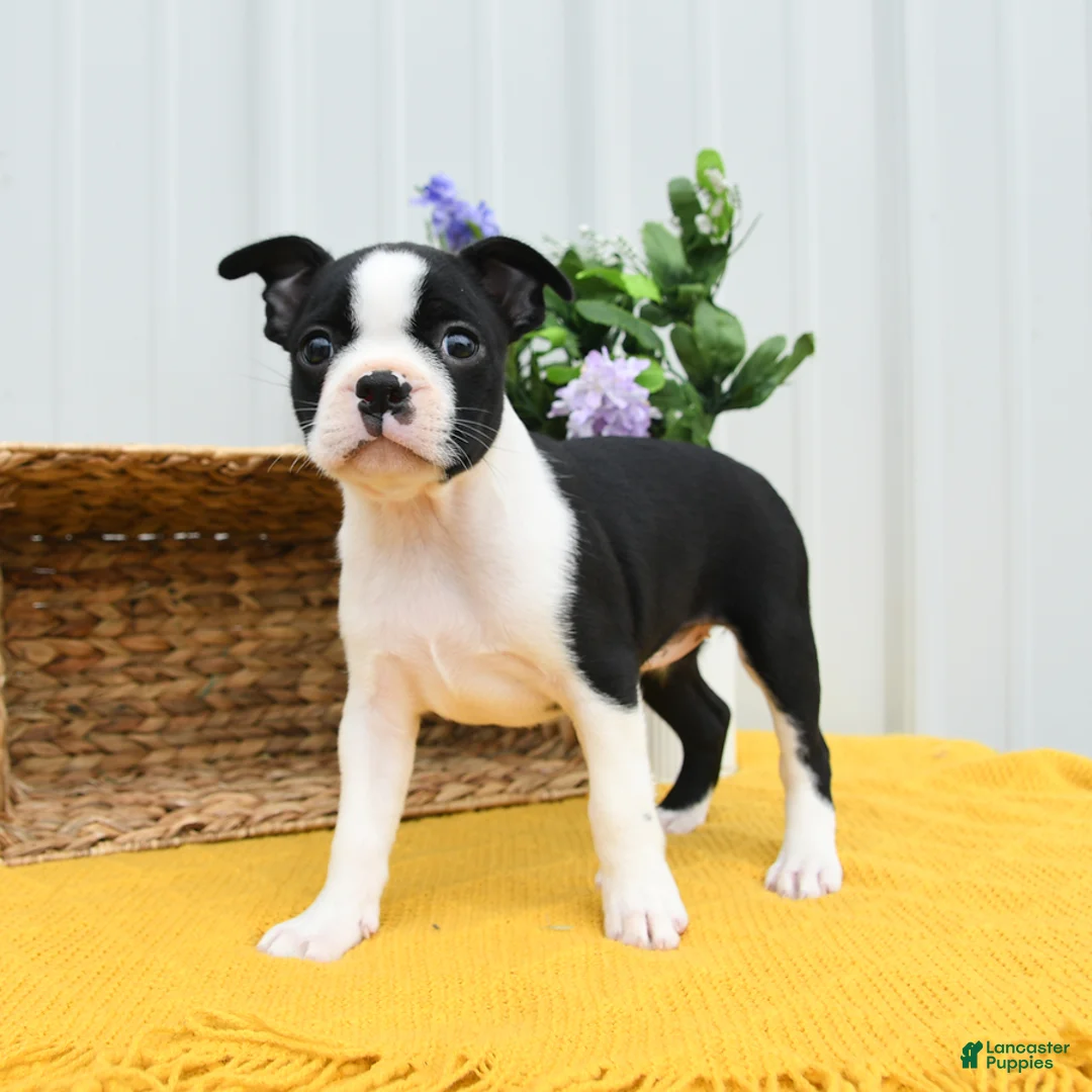 Boston Terrier dogs for sale: Billie - Ad 1