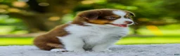 Miniature Australian Shepherd dogs for sale: Lyle - Ad 6