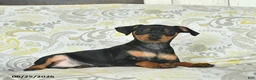 Miniature Pinscher dogs for sale: Hobbit  - Ad 3