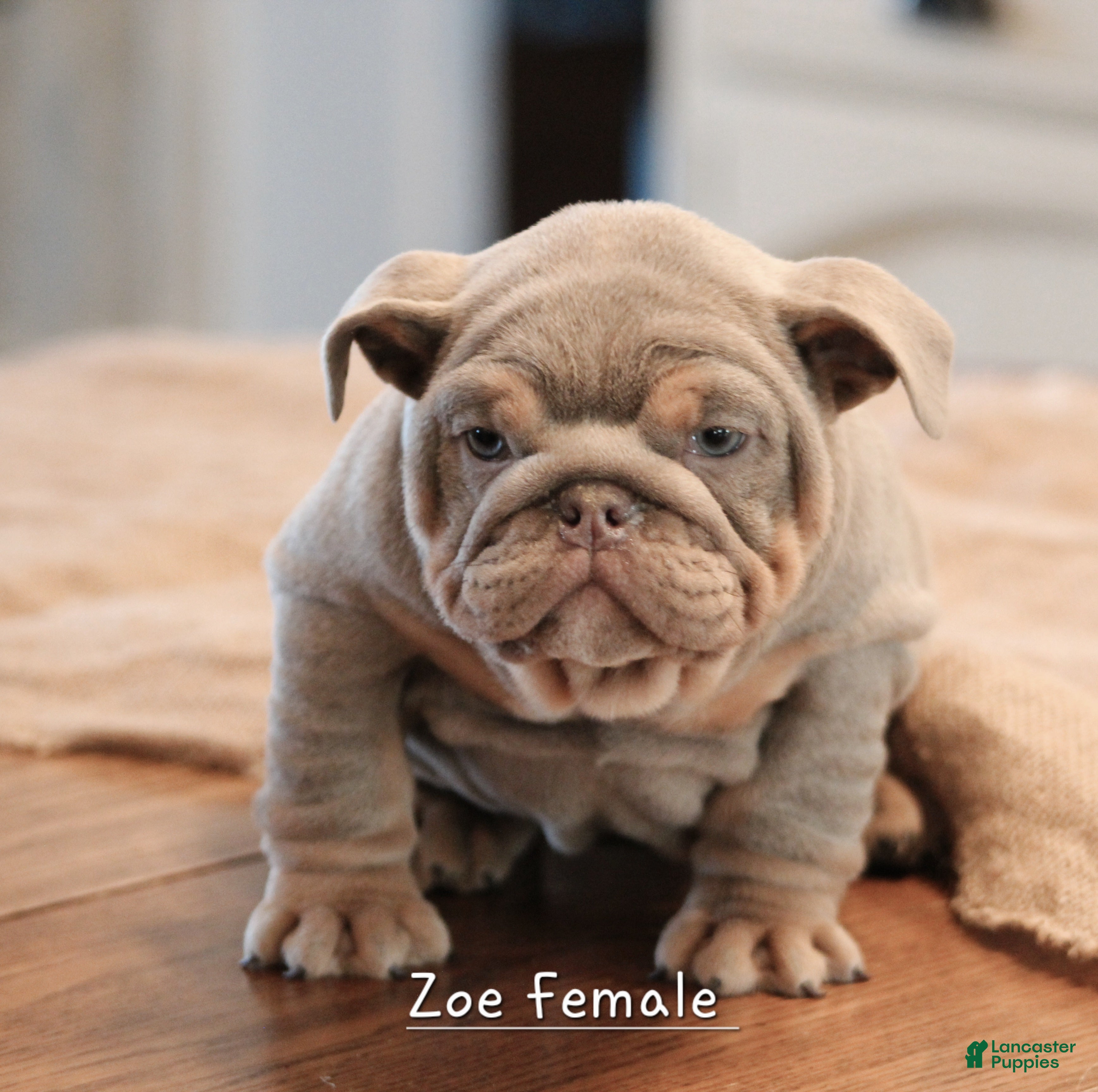 English Bulldog dogs English Bulldog Puppy 3 - Ad 21