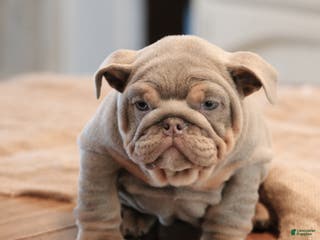 English Bulldog dogs English Bulldog Puppy 3 - Ad 21