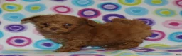 Toy Poodle dogs for sale: Double T apricot male - Ad 5
