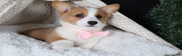 Welsh Corgi Pembroke dogs for sale: Honey - Ad 27