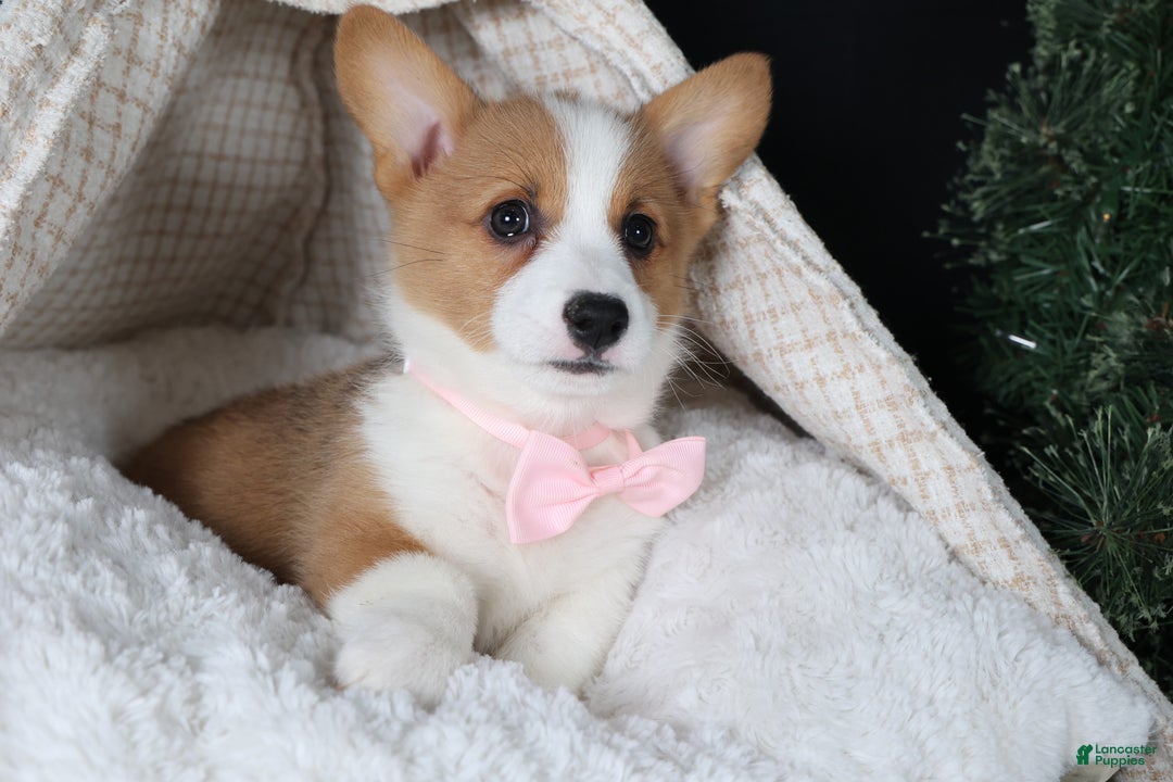 Welsh Corgi Pembroke dogs for sale: Honey - Ad 27