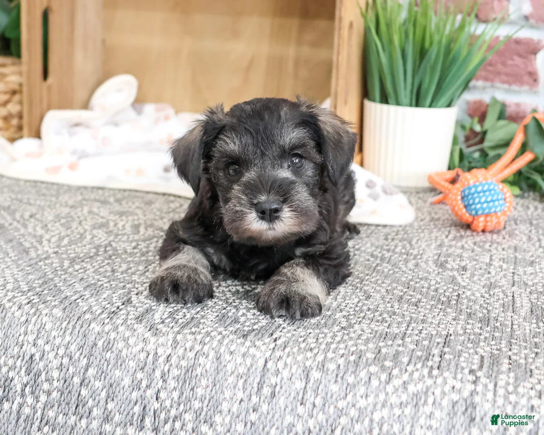 Miniature Schnauzer dogs for sale: Trenton - Ad 2