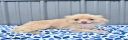Pomeranian dogs for sale: Duncan - Ad 6