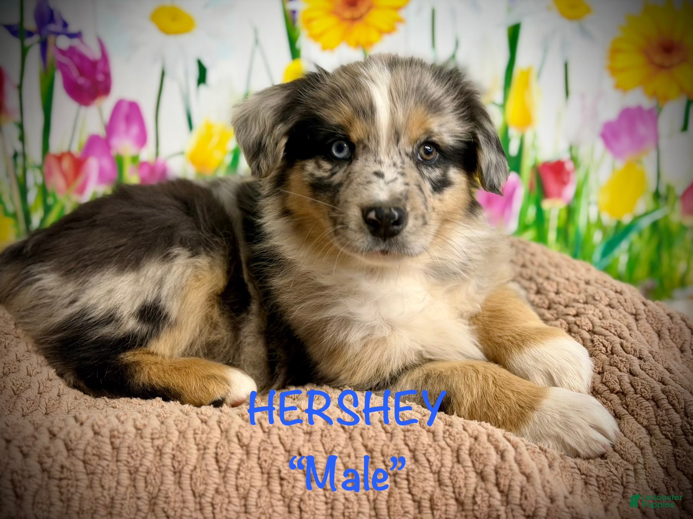 Australian Shepherd dogs Australian Shepherd Hershey - Ad 1