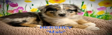 Australian Shepherd Hershey