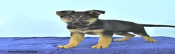 German Shepherd dogs for sale: Roger - Ad 5