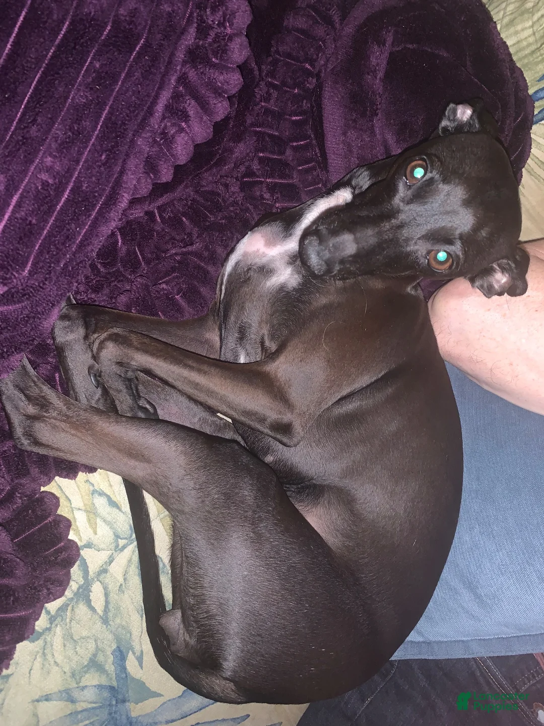 Italian Greyhound dogs for sale: JJ - Ad 5
