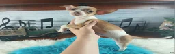 Chihuahua dogs for sale: Male teacup chihuahua.  Hand Delivery  - Ad 3