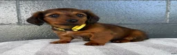 Miniature Dachshund dogs for sale: Colt - Ad 5