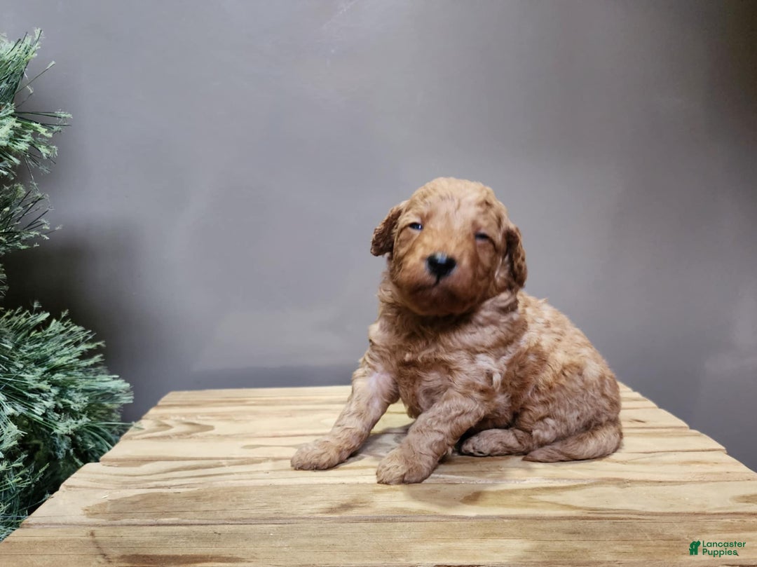 Mini Goldendoodle dogs for sale: Houston - Ad 5