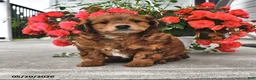 Mini Aussiedoodle dogs for sale: Tootsie - Ad 3