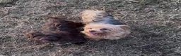 Yorkshire Terrier dogs for sale: Mozi - Ad 6
