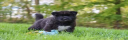 Akita dogs for sale: Bear - Ad 6