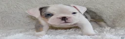 English Bulldog dogs for sale: Hayes - Ad 3