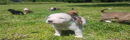 Mixed Breed dogs for sale: Mixed Breed Puppy 3 - Ad 7