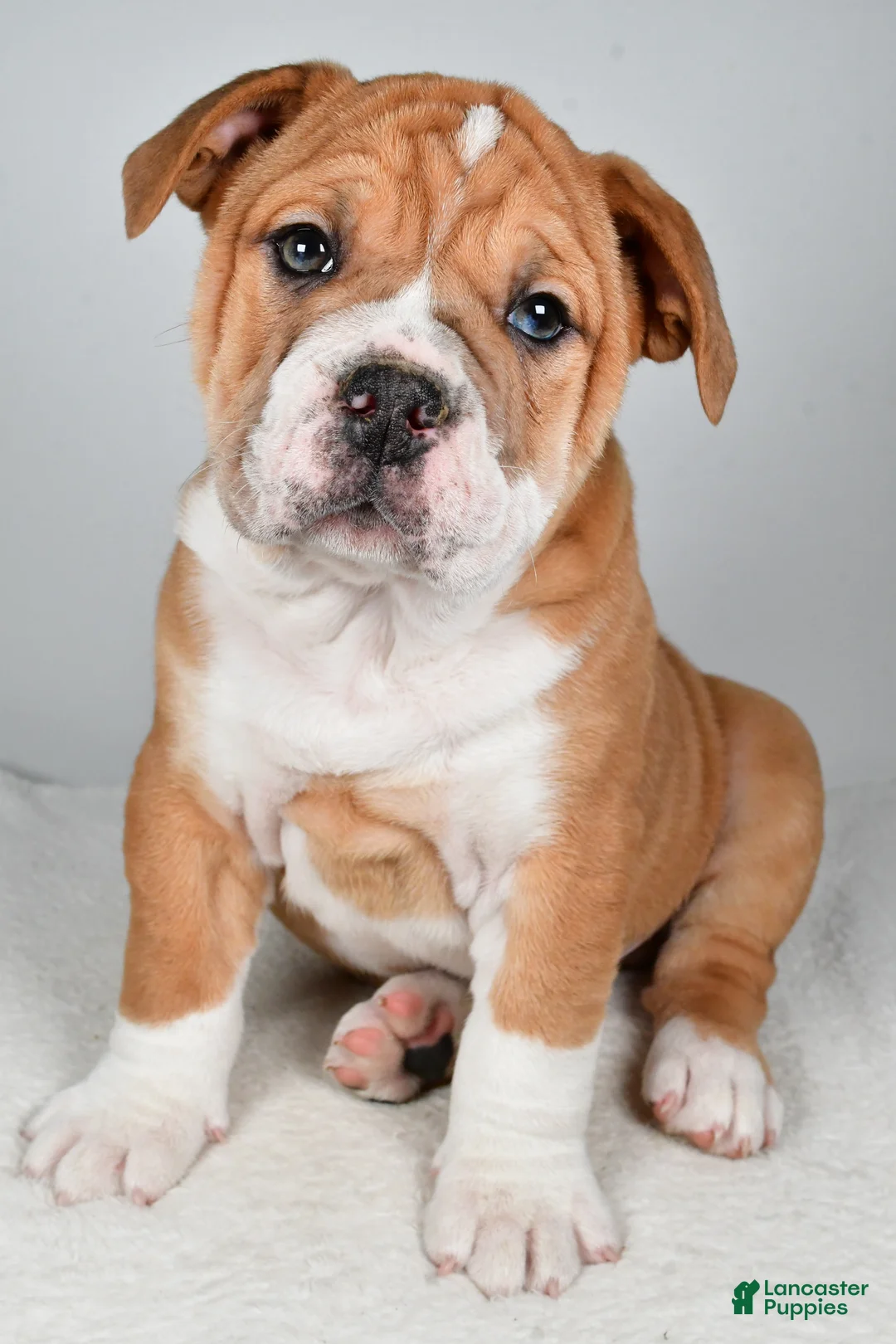 Beabull dogs for sale: Tanner - Ad 8