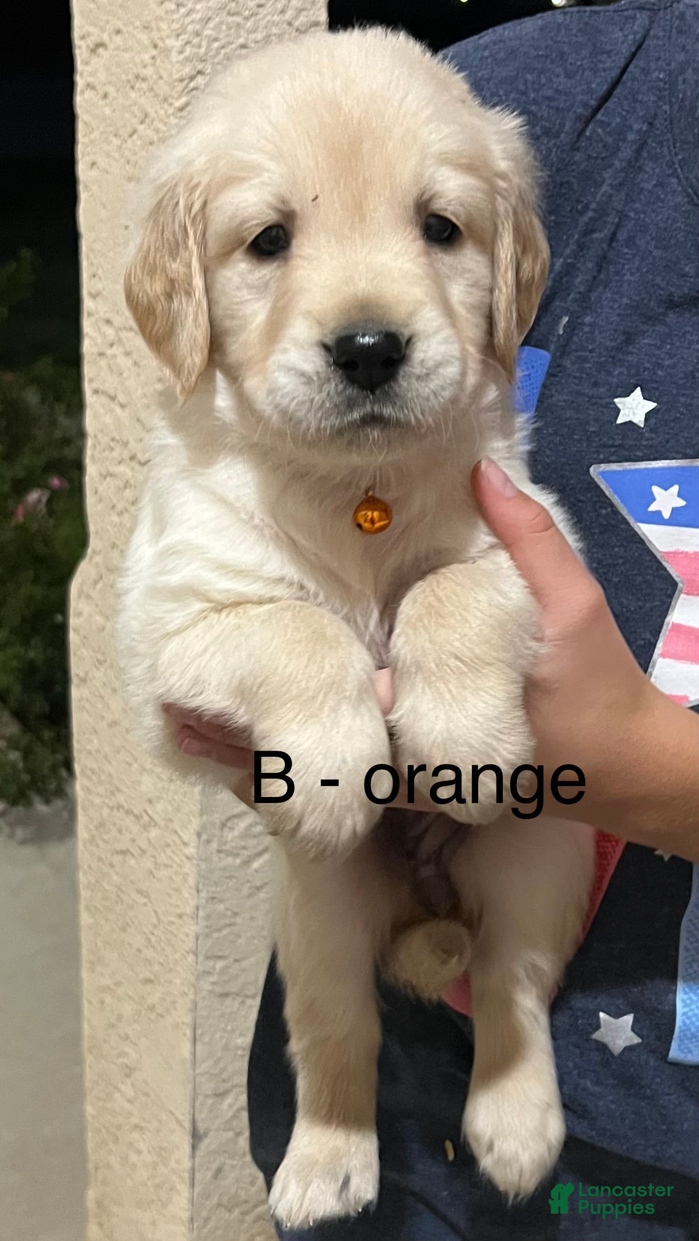 Golden Retriever dogs Gold - Ad 1
