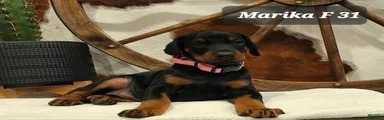Doberman Pinscher Puppy 6