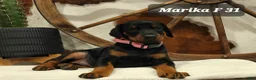 Doberman Pinscher dogs for sale: Doberman Pinscher Puppy 6 - Ad 1