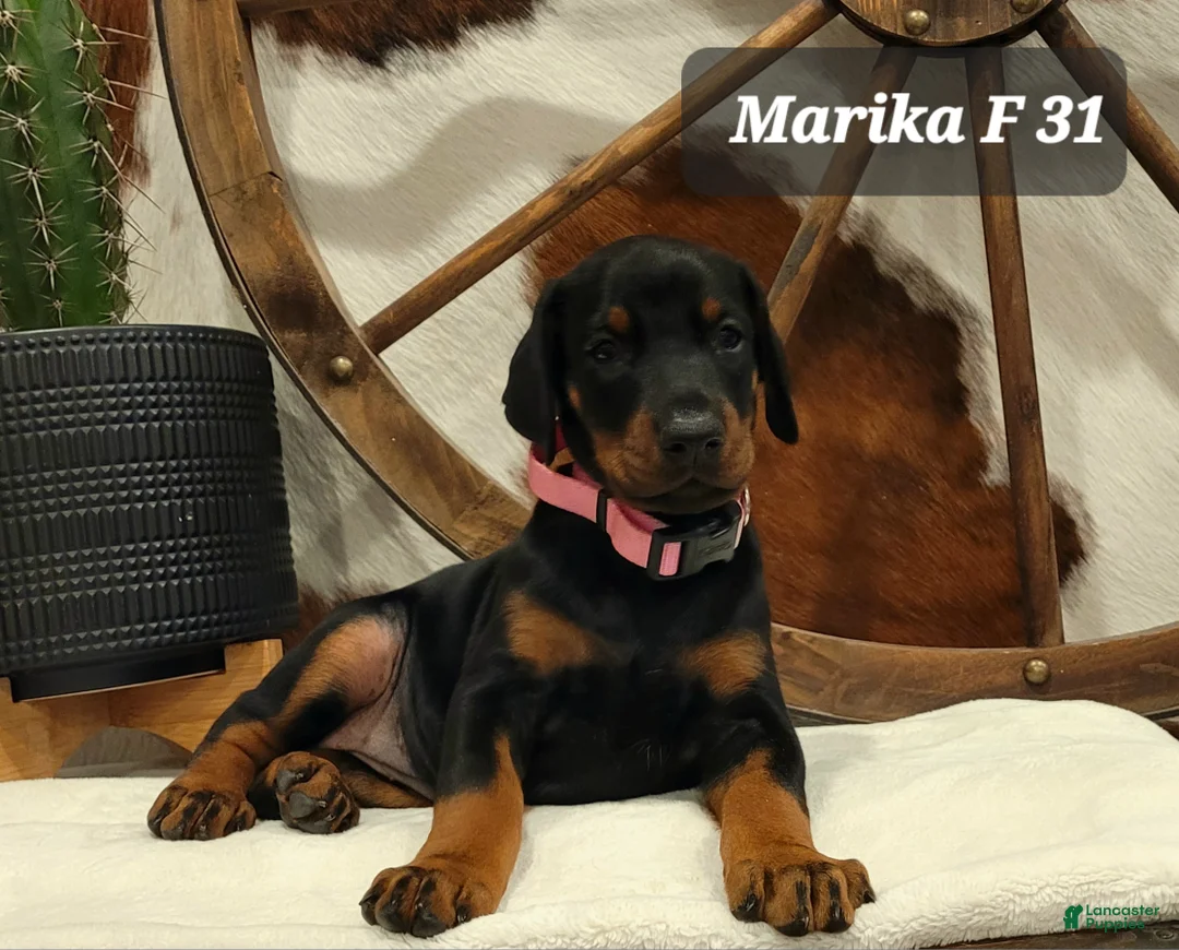 Doberman Pinscher dogs for sale: Doberman Pinscher Puppy 6 - Ad 1