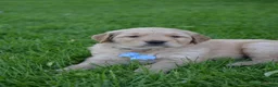 Golden Retriever dogs for sale: Hunter - Ad 6