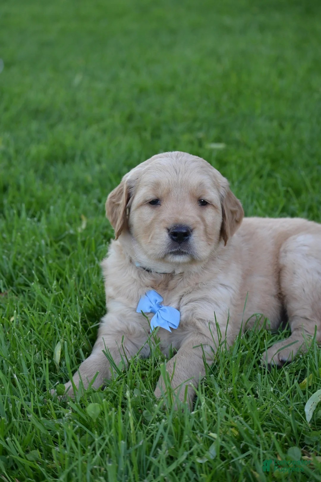 Golden Retriever dogs for sale: Hunter - Ad 6