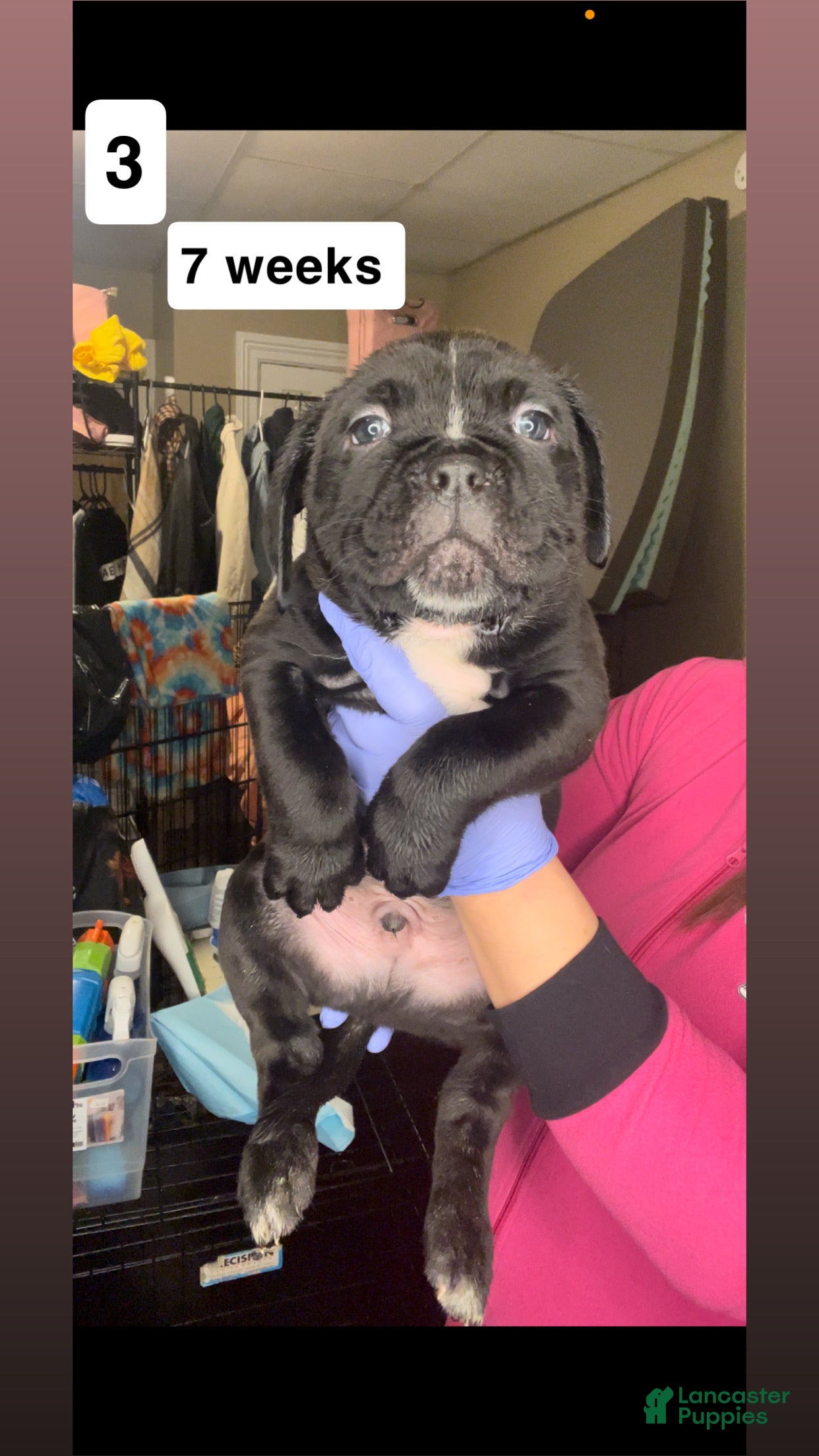 Cane Corso dogs Cane Corso Puppy 3 - Ad 29