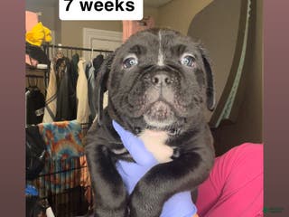 Cane Corso dogs Cane Corso Puppy 3 - Ad 17
