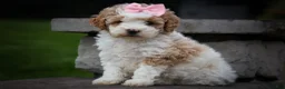 Cavachon dogs for sale: Hailey🌸 - Ad 24