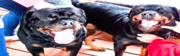 Rottweiler dogs for sale: Championship bloodline Girl 2 - Ad 2