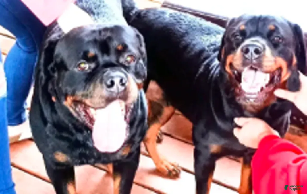 Rottweiler dogs for sale: Championship bloodline Girl 2 - Ad 2