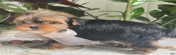 Biewer Terrier dogs for sale: Izzy - Ad 3