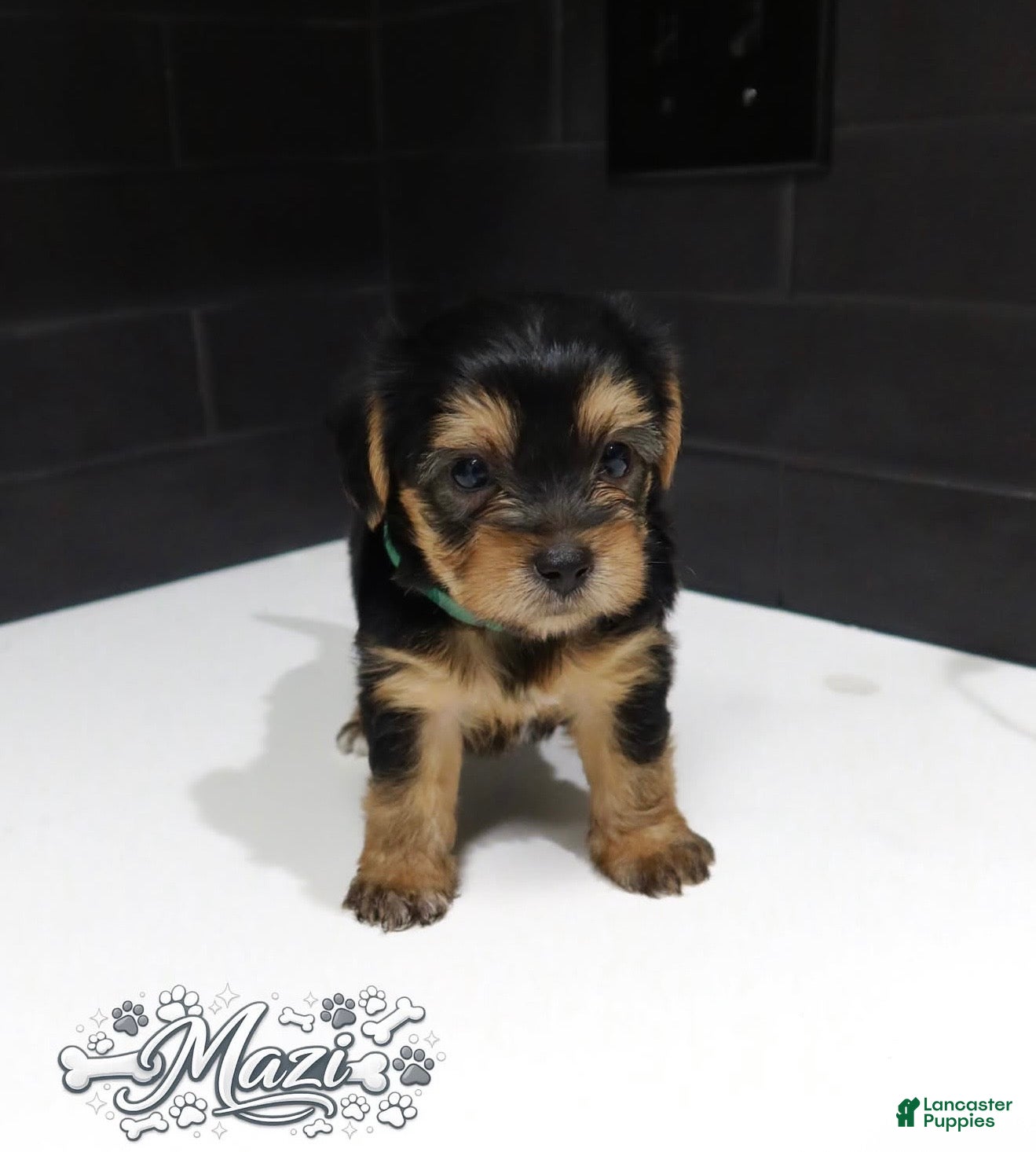 Shorkie dogs Shorkie 2 (Green Collar) - Ad 25