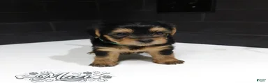 Shorkie 2 (Green Collar)