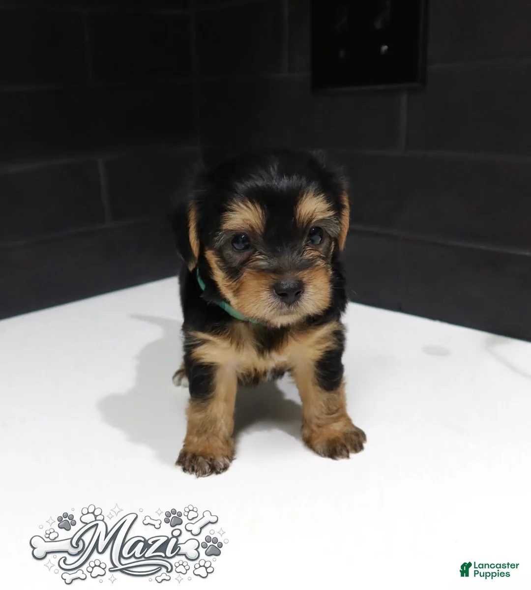 Shorkie dogs for sale: Shorkie 2 (Green Collar) - Ad 1