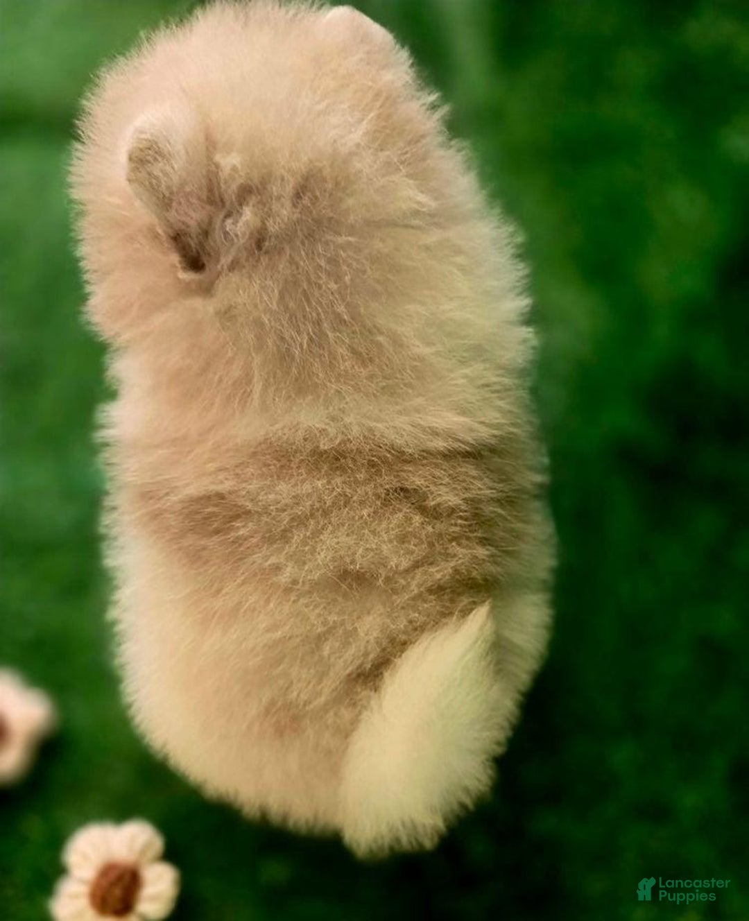 Pomeranian dogs for sale: Naya - Ad 10