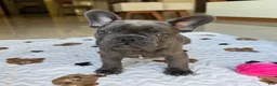 French Bulldog dogs for sale: Teddy - Ad 8