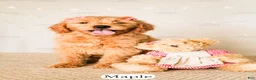 Goldendoodle dogs for sale: Maple - Ad 19