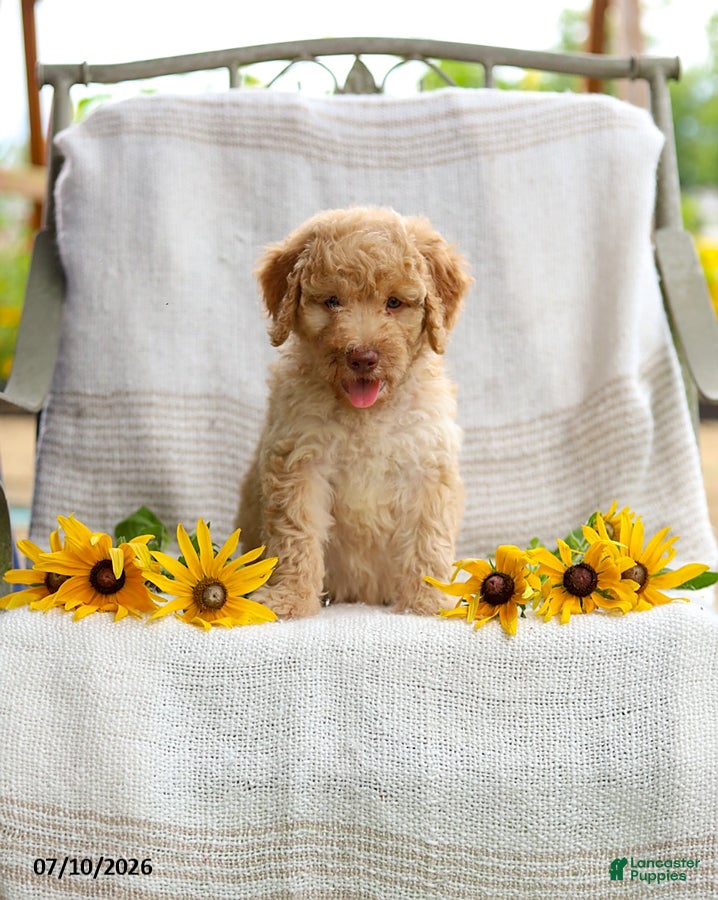 Mini Goldendoodle dogs Jeremy - Ad 1
